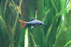 zoo-bochum-zoo-2015-03-28-143