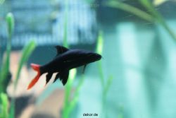 zoo-bochum-zoo-2015-03-28-144