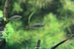 zoo-bochum-zoo-2015-03-28-147
