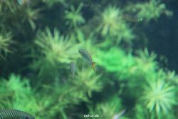 zoo-bochum-zoo-2015-03-28-149