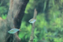 zoo-bochum-zoo-2015-03-28-150