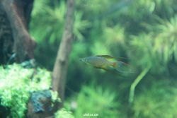 zoo-bochum-zoo-2015-03-28-153