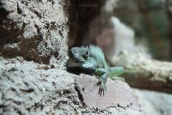zoo-bochum-zoo-2015-03-28-155