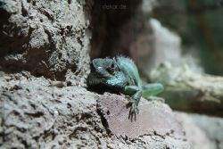 zoo-bochum-zoo-2015-03-28-156