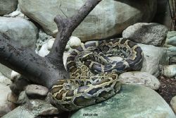 zoo-bochum-zoo-2015-03-28-158