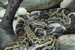 zoo-bochum-zoo-2015-03-28-159