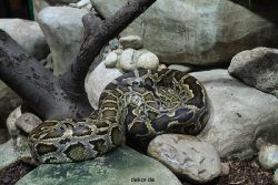zoo-bochum-zoo-2015-03-28-160