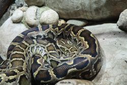 zoo-bochum-zoo-2015-03-28-161