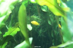 zoo-bochum-zoo-2015-03-28-163