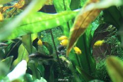 zoo-bochum-zoo-2015-03-28-164