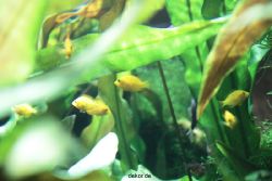 zoo-bochum-zoo-2015-03-28-166