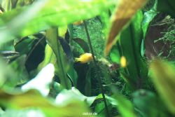 zoo-bochum-zoo-2015-03-28-169