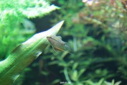 zoo-bochum-zoo-2015-03-28-172
