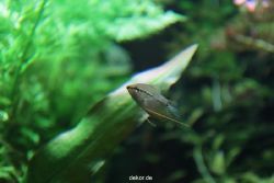 zoo-bochum-zoo-2015-03-28-173