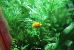 zoo-bochum-zoo-2015-03-28-176