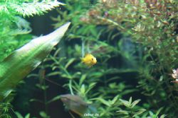 zoo-bochum-zoo-2015-03-28-177