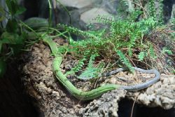 zoo-bochum-zoo-2015-03-28-179