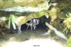 zoo-bochum-zoo-2015-03-28-185
