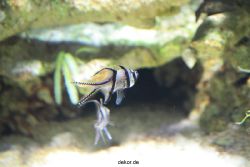 zoo-bochum-zoo-2015-03-28-186