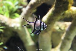 zoo-bochum-zoo-2015-03-28-187