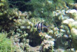 zoo-bochum-zoo-2015-03-28-189