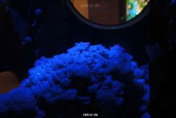 zoo-bochum-zoo-2015-03-28-191
