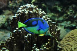 zoo-bochum-zoo-2015-03-28-192