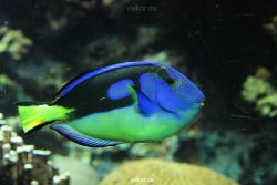 zoo-bochum-zoo-2015-03-28-193