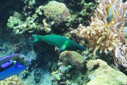 zoo-bochum-zoo-2015-03-28-194