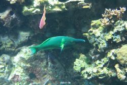 zoo-bochum-zoo-2015-03-28-197