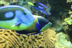 zoo-bochum-zoo-2015-03-28-199