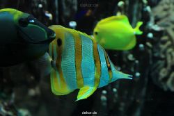 zoo-bochum-zoo-2015-03-28-202