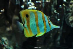 zoo-bochum-zoo-2015-03-28-203