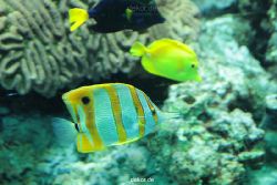 zoo-bochum-zoo-2015-03-28-204
