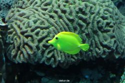 zoo-bochum-zoo-2015-03-28-206