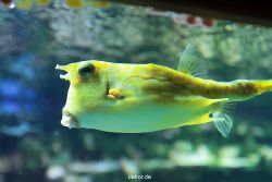 zoo-bochum-zoo-2015-03-28-211