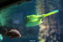 zoo-bochum-zoo-2015-03-28-212