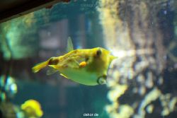 zoo-bochum-zoo-2015-03-28-213
