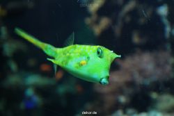 zoo-bochum-zoo-2015-03-28-214
