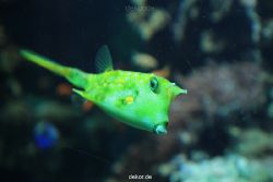 zoo-bochum-zoo-2015-03-28-215