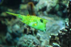 zoo-bochum-zoo-2015-03-28-216