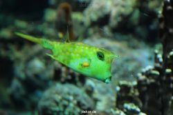 zoo-bochum-zoo-2015-03-28-217