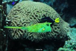 zoo-bochum-zoo-2015-03-28-218