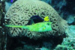 zoo-bochum-zoo-2015-03-28-219