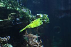zoo-bochum-zoo-2015-03-28-220