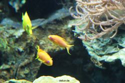 zoo-bochum-zoo-2015-03-28-226