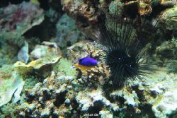 zoo-bochum-zoo-2015-03-28-228