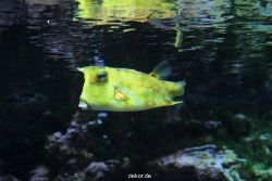 zoo-bochum-zoo-2015-03-28-231