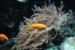 zoo-bochum-zoo-2015-03-28-232