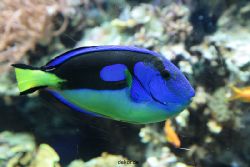zoo-bochum-zoo-2015-03-28-233